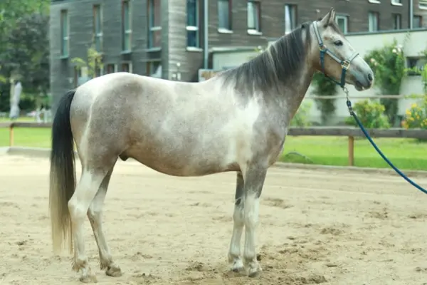 Freizeitpferde-der-Woche 120326 Oli (2)