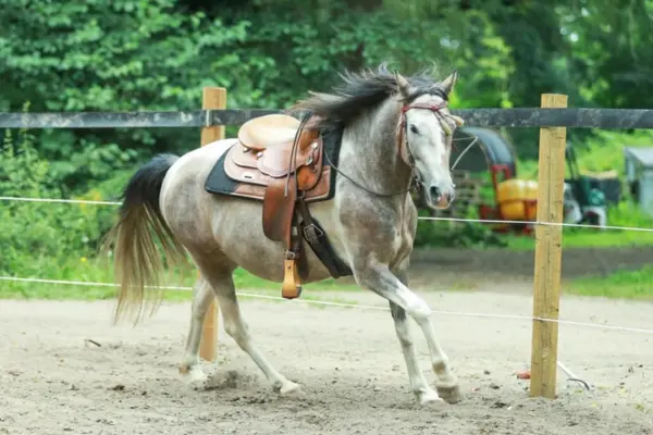Freizeitpferde-der-Woche 120326 Oli