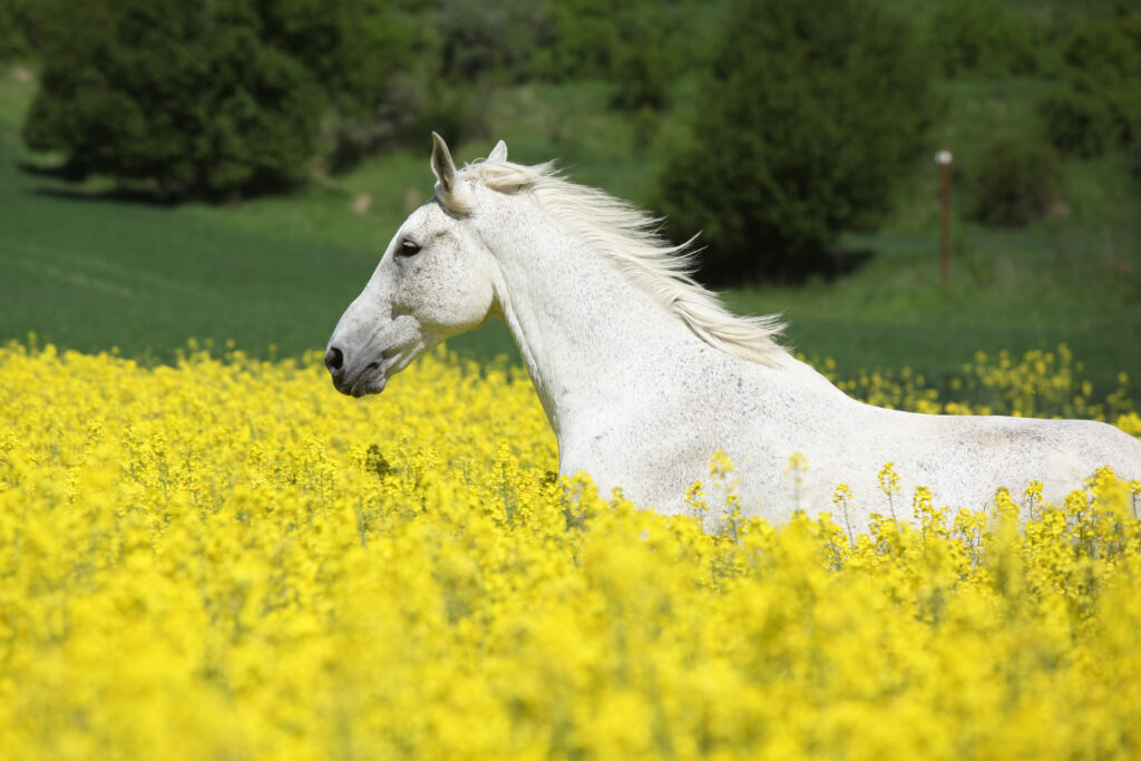 Furioso im Rapsfeld