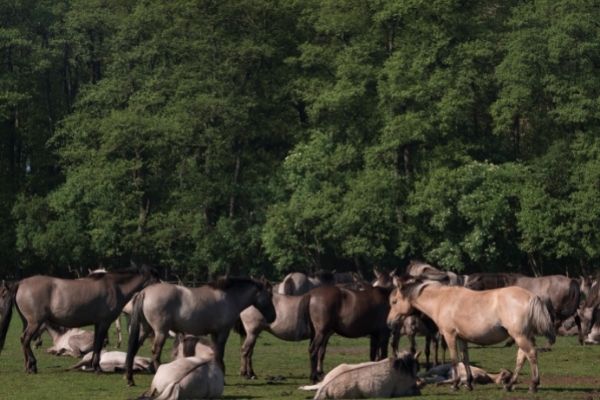 Viel Pferde die auf einer Wiese stehen.