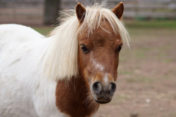 Gekauft wie gesehen: Pony auf Paddock