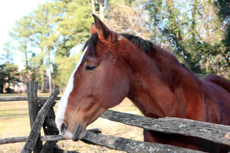 Gelderländer