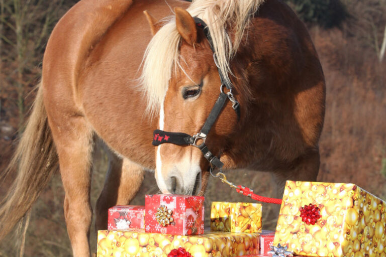 Geschenke für Pferdeliebhaber – das sind die Geheimtipps!