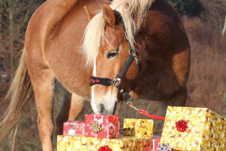 Geschenke für Pferdeliebhaber – das sind die Geheimtipps!