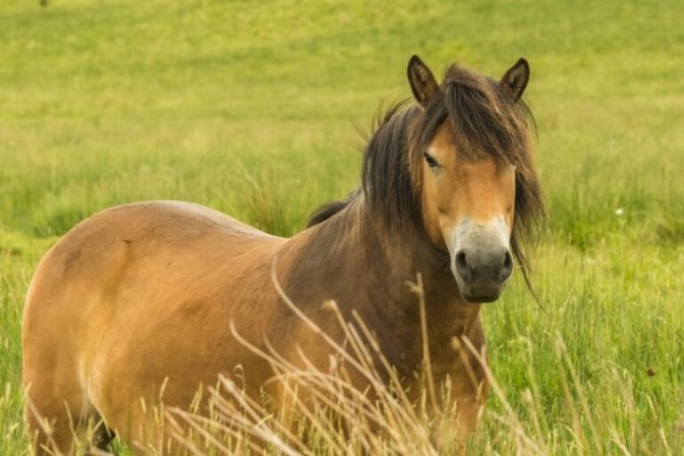 Gotland-Pony