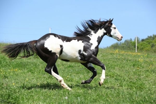 HYPP: Paint Horse galoppiert über eine Wiese.