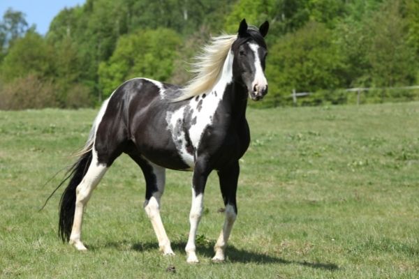 HYPP: Paint Horse auf einer Wiese.