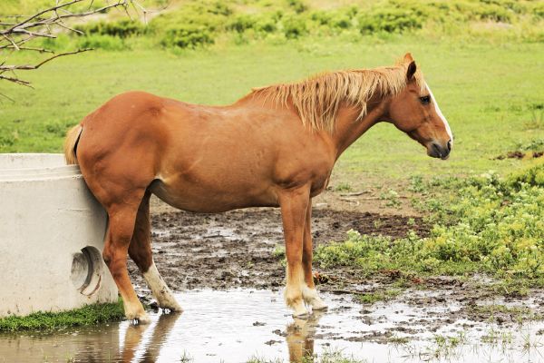 Haarlinge beim Pferd: Pferd juckt sich.