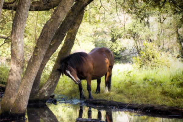 Haarlinge beim Pferd: Pferd kratzt sich an einem Baum.