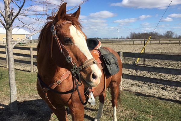 Westernreiten: Das Hackamore