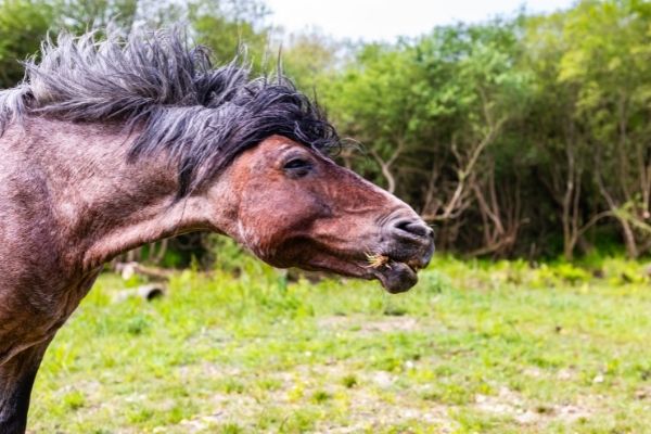 Pferd steht auf einer Wiese und schüttelt den Kopf.