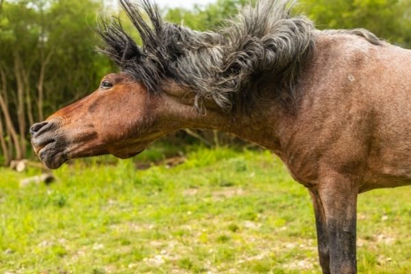 Pferd schüttelt seinen Kopf.