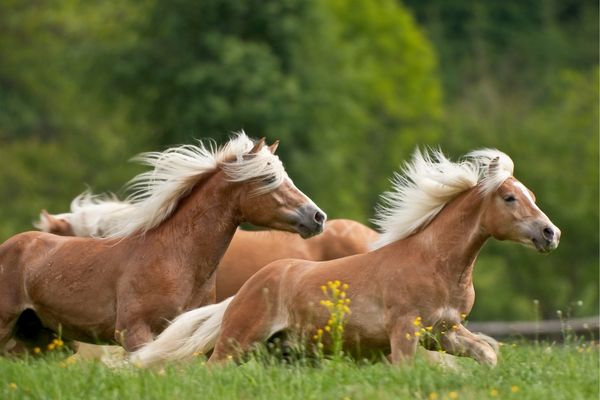 Haflinger im Galopp auf der Weide