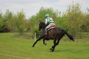 Pferd mit Reiter galoppieren über eine Wiese.