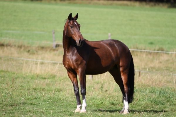 Hannoveraner auf Weide