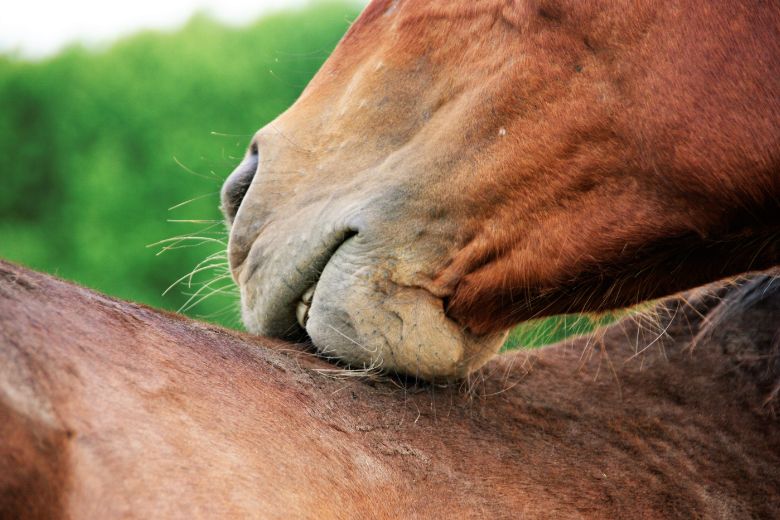 Hauterkrankungen beim Pferd – das musst Du wissen!
