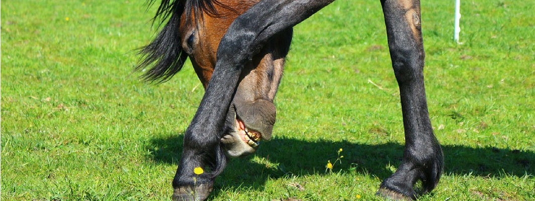 Allergien beim Pferd