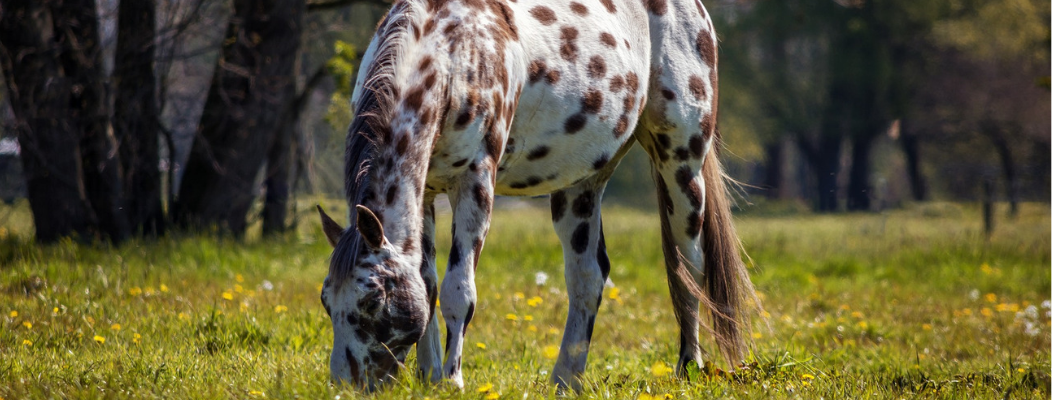 Warmblüter