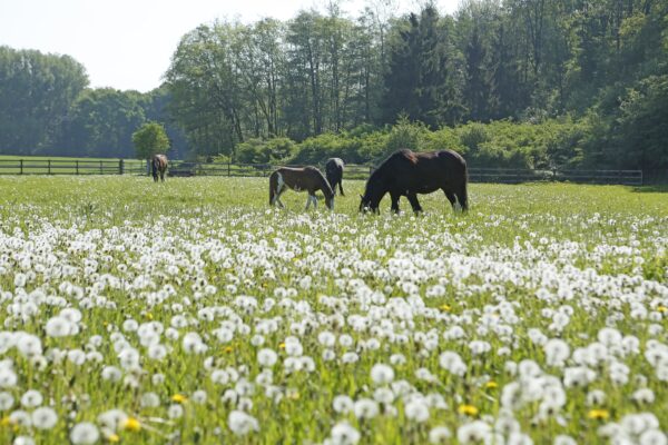 ad us vet Bedeutung: Pferde auf einer Blumenwiese