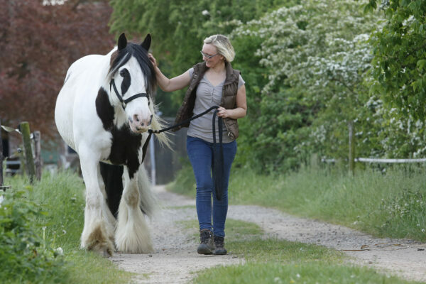ad us vet bedeutung: Pferd und Reiterin laufen einen Feldweg entlang