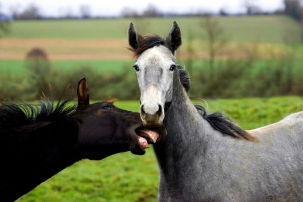 Hengst kastrieren: Zwei Jungpferde spielen