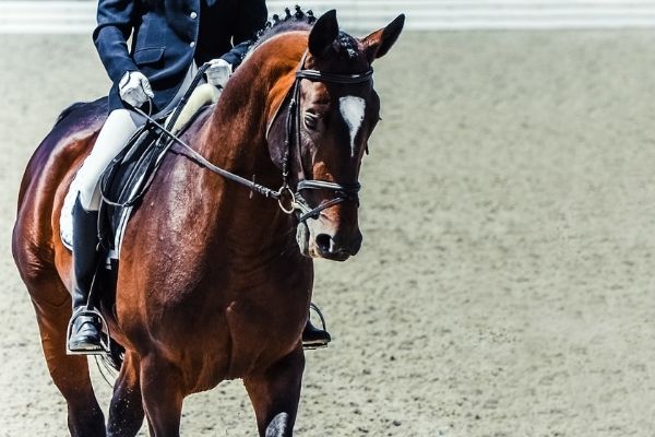 Pferd mit Reiter auf einem Reitplatz.