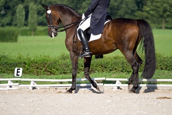 Reiter mit Pferd reiten auf einem Reitplatz.