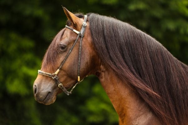 Hengstnamen: Pferd mit Halfter 