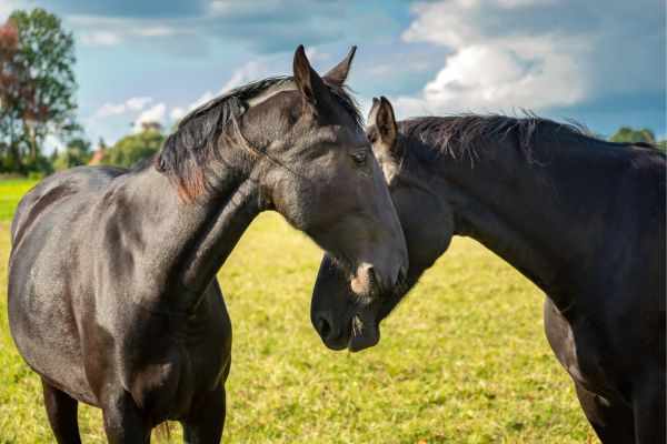 Herpes beim Pferd: Das sind die Spätfolgen! I ehorses Magazin