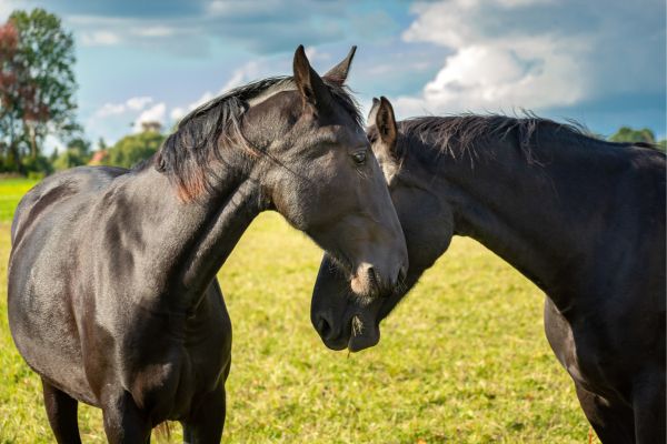 Herpes beim Pferd Spätfolgen: Zwei Pferde beschnüffeln sich auf der Weide