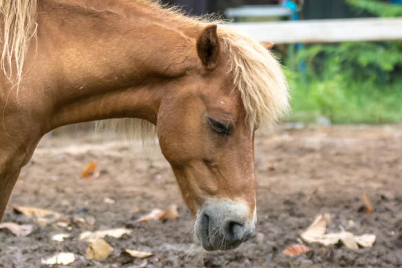 ehorses erneut ausgezeichnet – Deutschlands bester Reitsport-Marktplatz ...