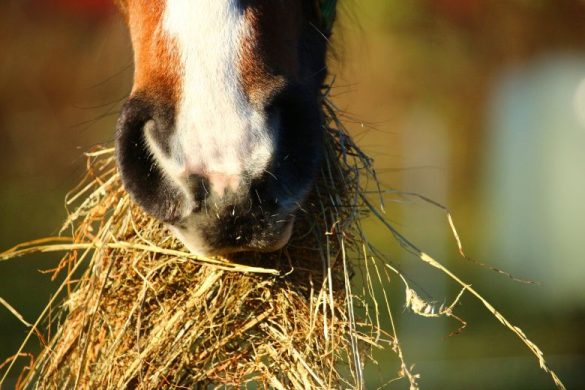 Was Fressen Pferde Die Richtige F tterung Ehorses de Magazin was-fressen-pferde-die-richtige-f-tterung-ehorses-de-magazin