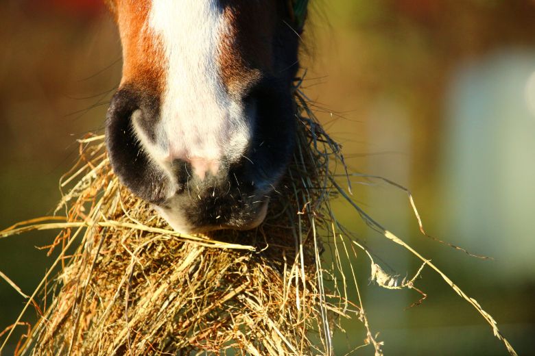 Pferd hat Heu im Maul
