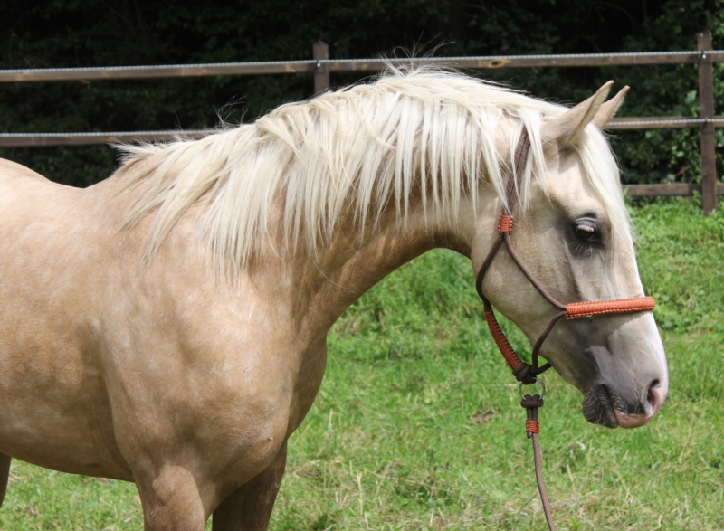 Hispano Araber auf einer Wiese