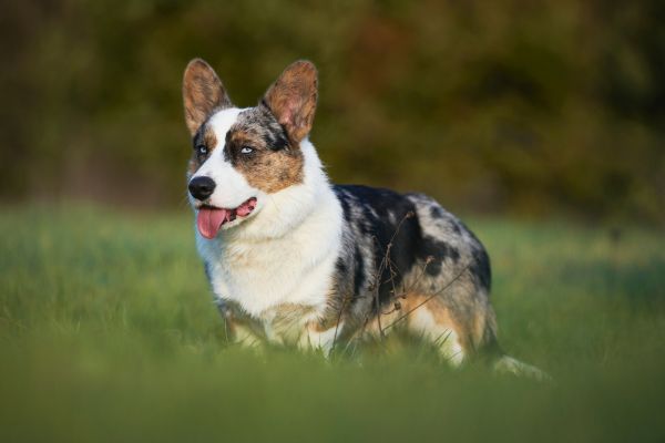 Hofhund: Welsh Corgi rennt