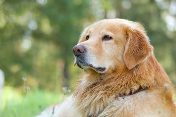 Hofhund: Hovawart blickt in die Ferne