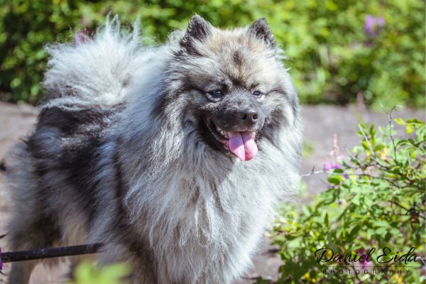 Hofhund: Wolfsspitz blickt in die Ferne