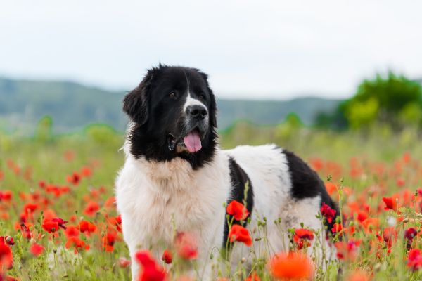 Hofhund: Landseer steht auf einer Wiese