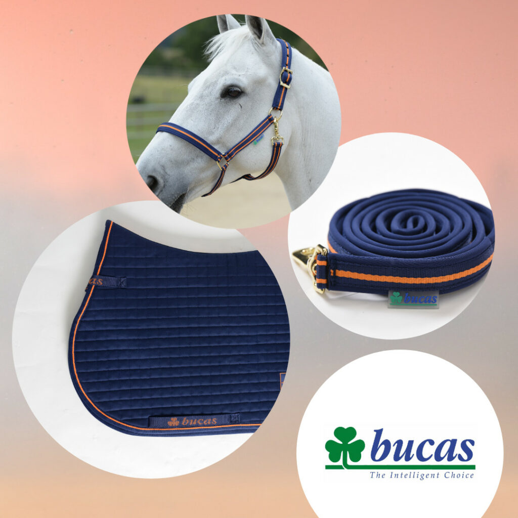 Bucas ehorses Holidayweek