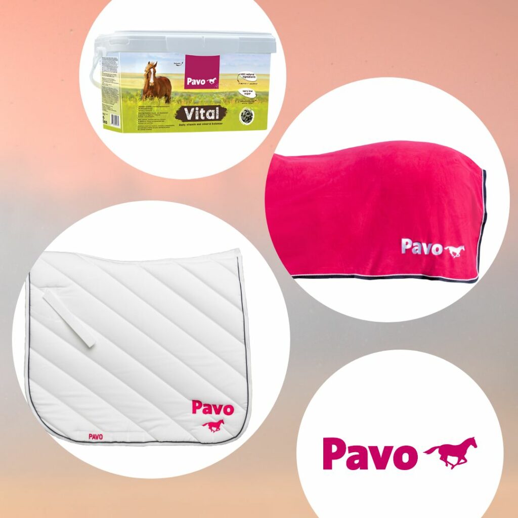pavo ehorses holidayweek