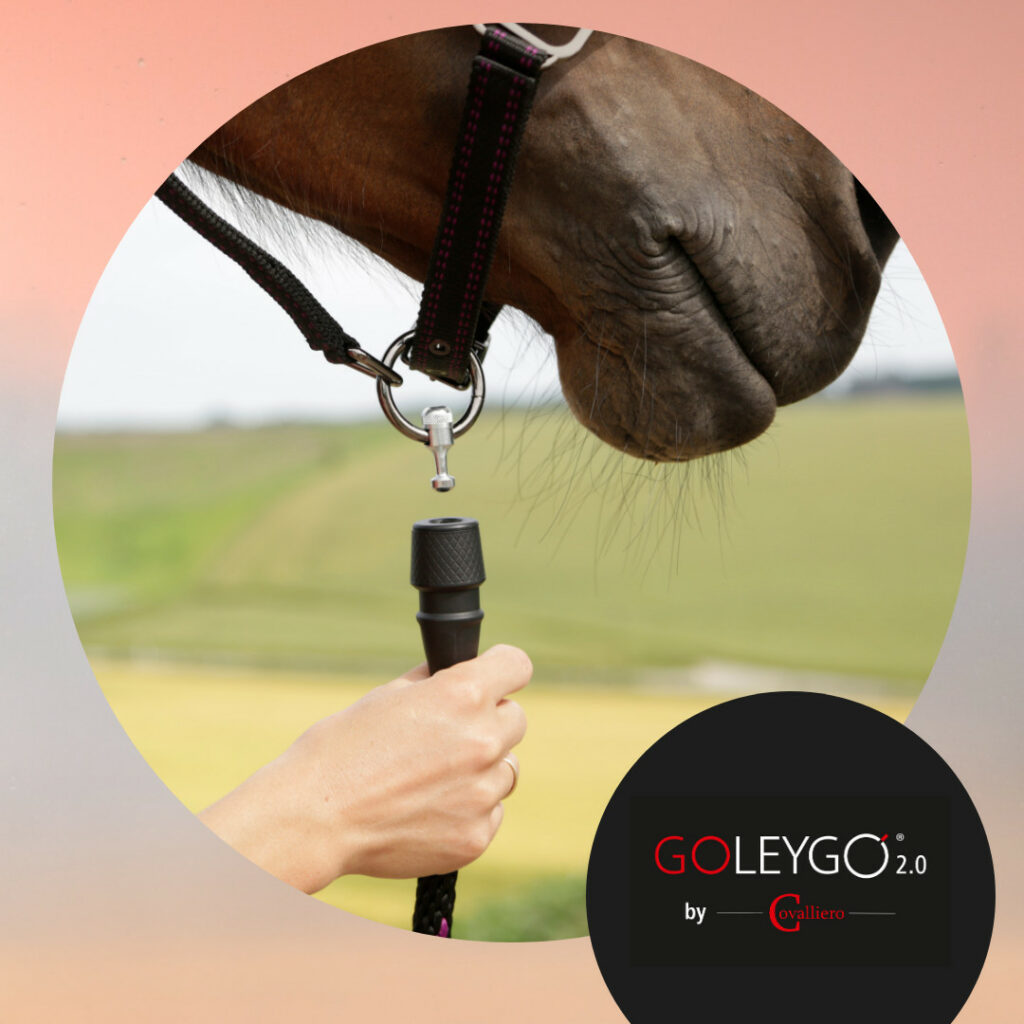 GoLeyGo ehorses Holidayweek