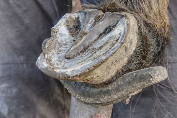 Hufkrebs: Pferdehuf liegt auf einem Bock