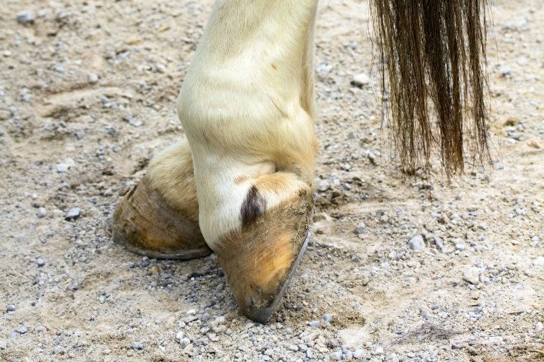 Hufkrebs beim Pferd: Symptome & Behandlung