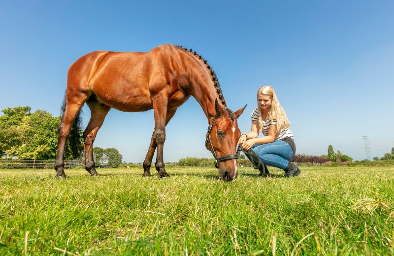 Notfall Hufrehe beim Pferd – wieso ein niedriger Fruktangehalt im Gras wichtig ist!