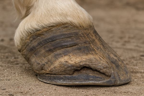 Hufrehe beim Pferd: Verformter Huf durch Reheschub
