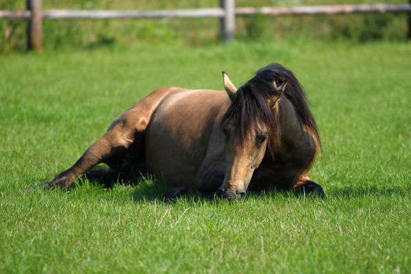 Hufrehe beim Pferd ist eine ernste Erkrankung, die durch Gras mit geringem Fruktangehalt nicht ausbrechen muss.