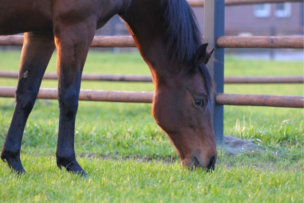 Hufrehe beim Pferd: Pferd steht auf einer grünen Wiese.