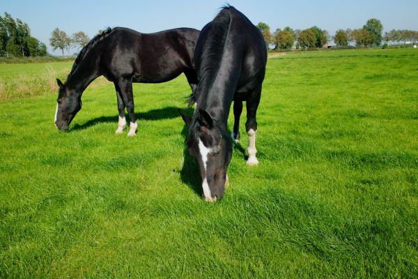 Hufrehe beim Pferd: Zwei Pferde stehen auf einer grünen Wiese und grasen