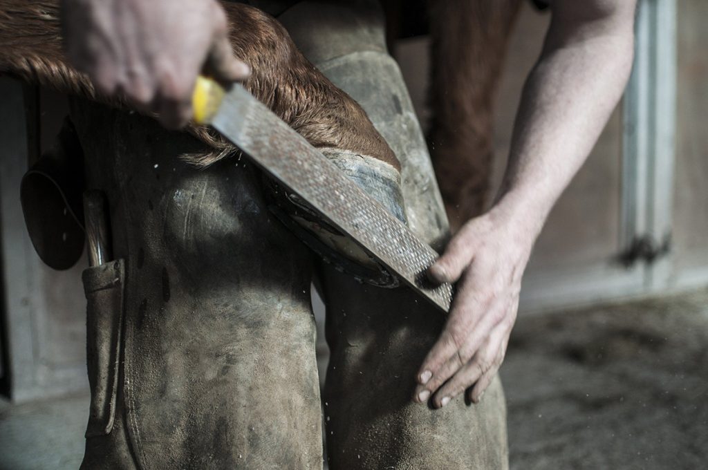 Hufschmied feilt Pferdehuf