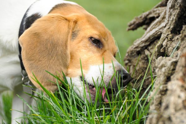 Hund frisst Pferdeäpfel: Hund frisst vom Boden